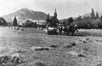 Harvesting on the Canterbury uplands: a scene at Rockwood, Hororata.