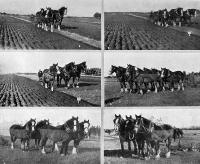 The Lincoln Ploughing Match Association’s tenth annual competition at Springston.