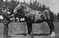 Mr J. Boag's first prize three-year-old draught colt, Royal Stuart.