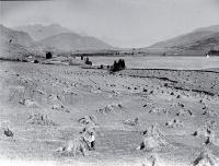 Oats being bound into stooks before threshing, Lake Hayes, Central Otago