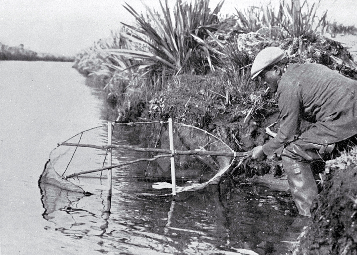 Fishing for whitebait (inanga) on the Kaituna River in the Bay of Plenty 