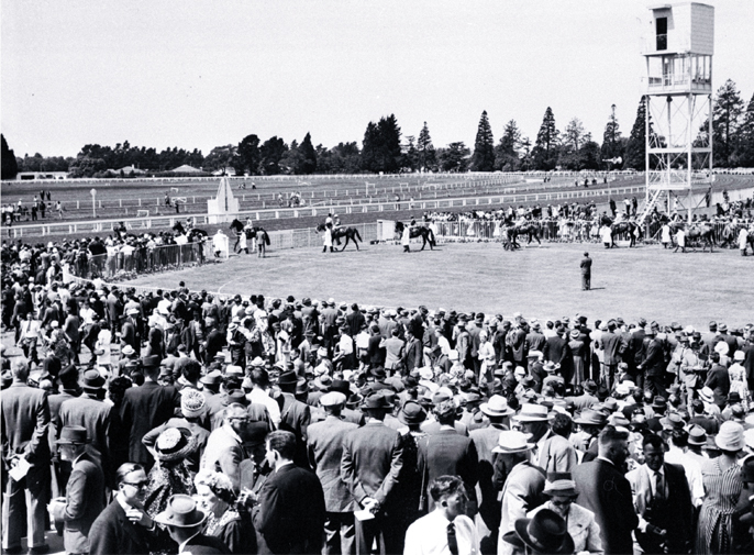 Horses parading in the ring at Riccarton Racecourse 
