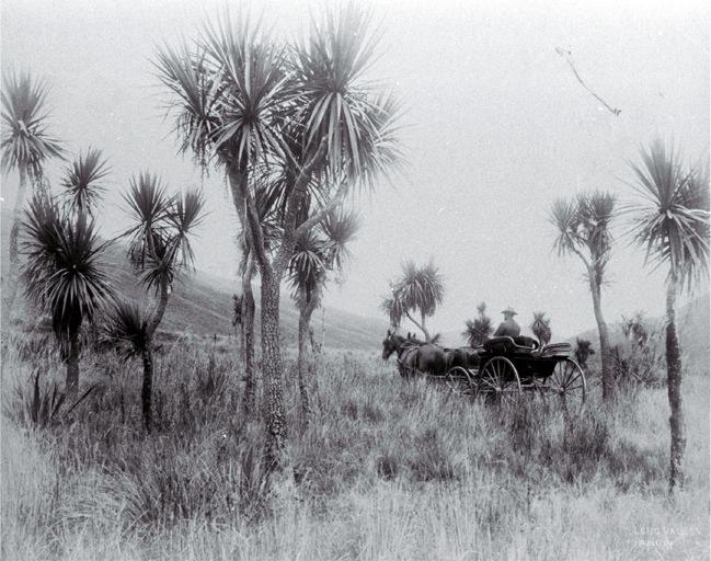 A horse & buggy travel through cabbage trees in Long Valley, North Canterbury 