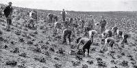 Strawberry growing near Waimate, South Canterbury : the pickers at work.