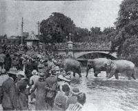 Circus elephants in the Avon River, Christchurch 