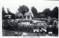 The rose garden in the Christchurch Botanic Gardens, early 1950s 