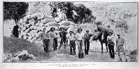 The close of the cocksfoot harvest on Banks Peninsula 