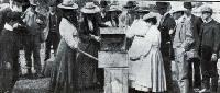 Pupils transferring bees.