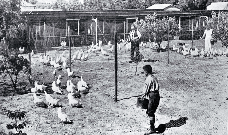 Poultry raising and egg production in Canterbury : pens of pullets at Fazackerley's poultry farm, Sockburn, Christchurch. [1926], CCL PhotoCD 5, IMG0007