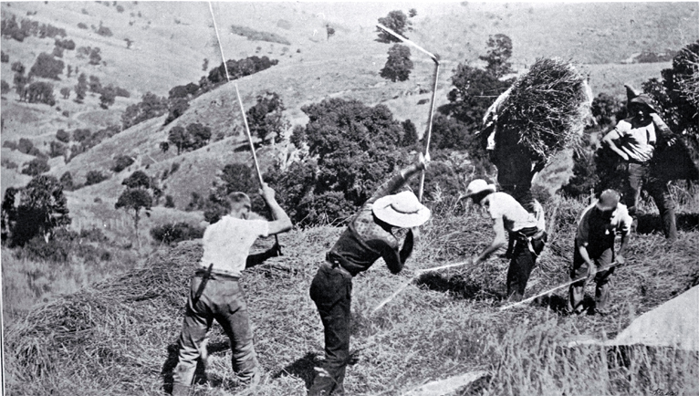 The close of the cocksfoot harvest on Banks Peninsula 