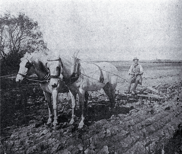 Ploughing with horses in the Lower Styx Road region 