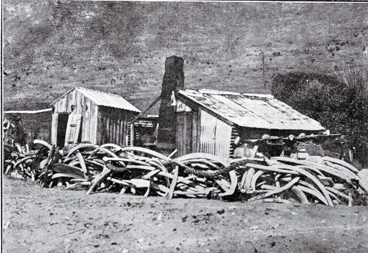 An old whaling hut at Kaikoura 