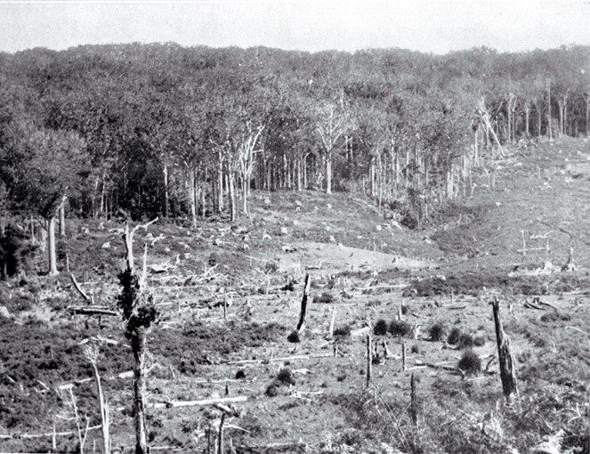 The face of a kauri forest, showing sheep grazing on the clear-felled area in the foreground 