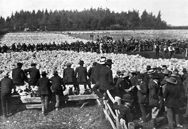Mr Bourn selling the Bangor sheep (11,000 head).