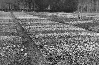 Sir Heaton Rhodes among the beautiful daffodil blooms at his homestead, Otahuna, Tai Tapu, near Christchurch.